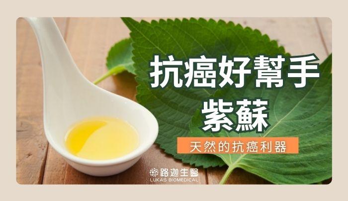 抗癌好幫手 紫蘇-天然的抗癌利器